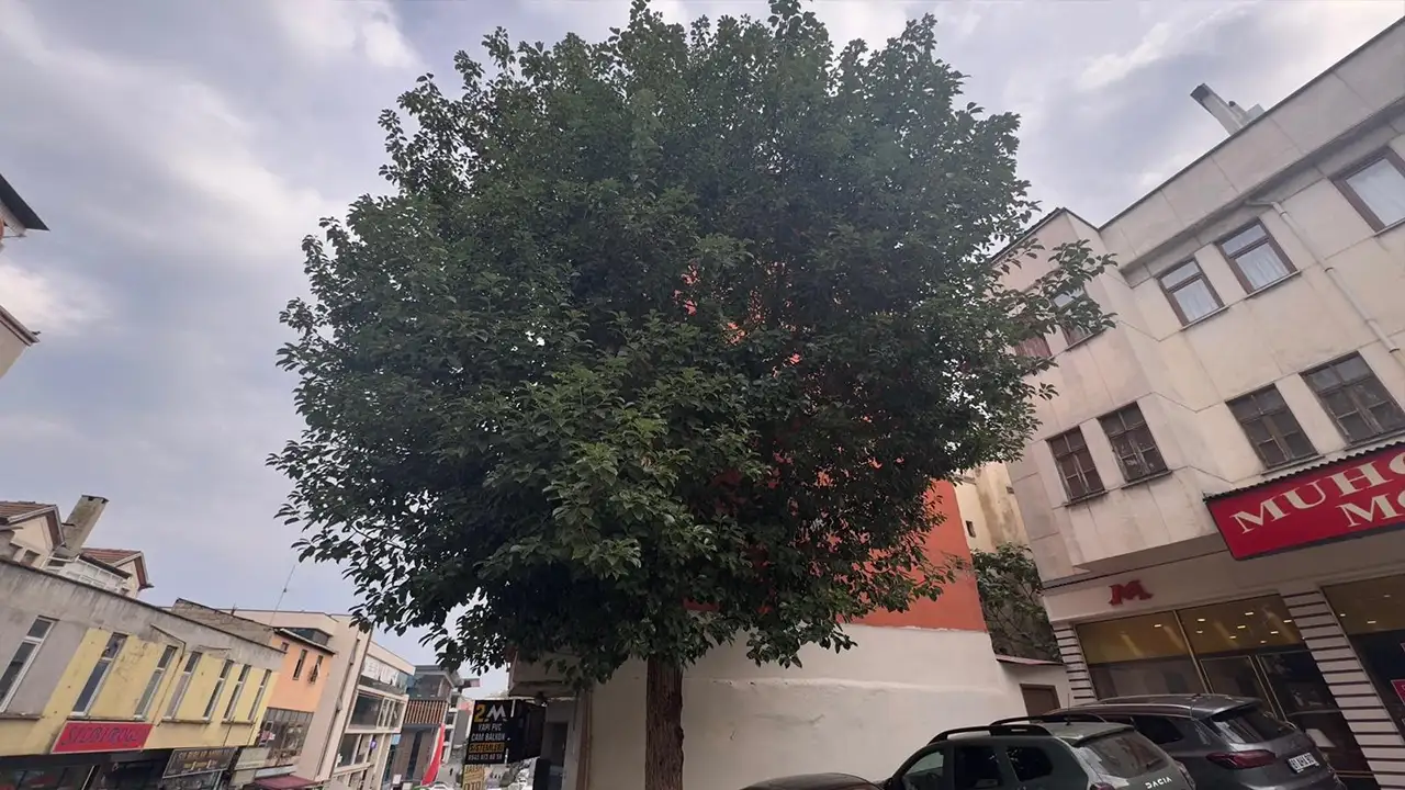 Trabzon'da şifa kaynağı ağaç: Meyvesi kanser tedavisinde kullanılıyor