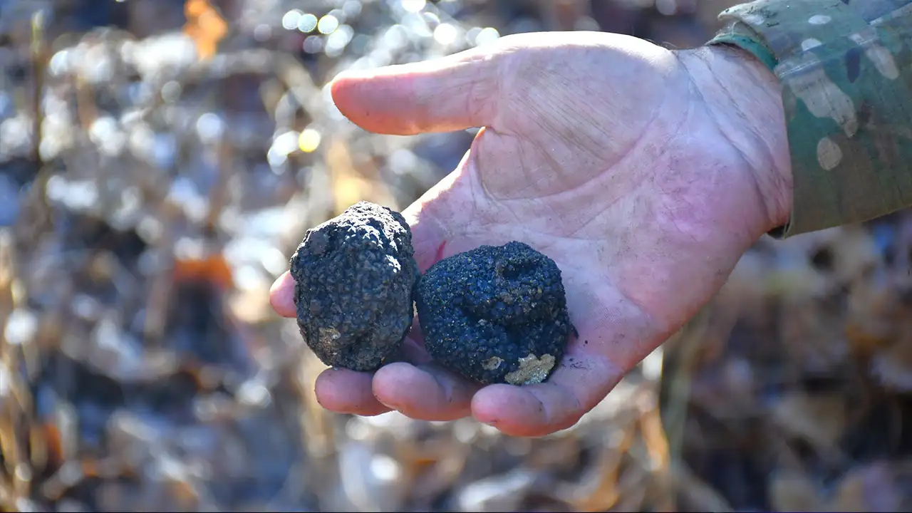 Bayburt’ta ‘kara elmas’ bulundu: Trüf mantarı keşfedildi