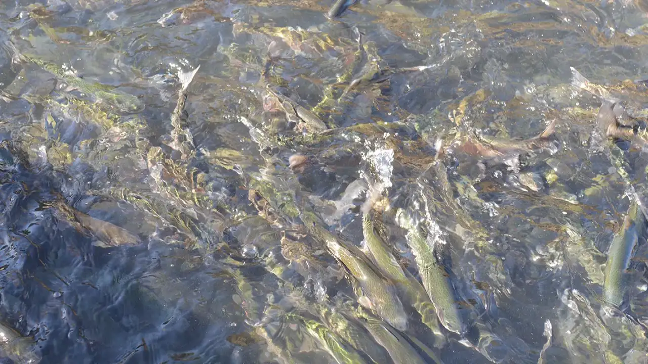 Artvin'de kafeste yetiştirilen Türk Somonu 67 ülkenin sofrasına gidiyor