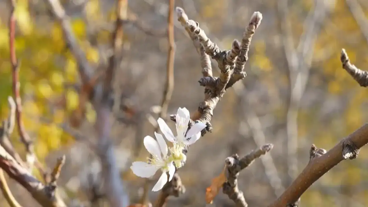Gümüşhane’de Kasım sürprizi: Elma ağacı mevsim dışı çiçek açtı
