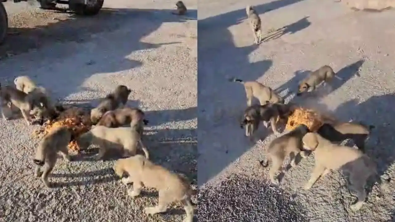 Bayburtlu şoför anne ve yavru köpekleri koca tencere yemekle besledi