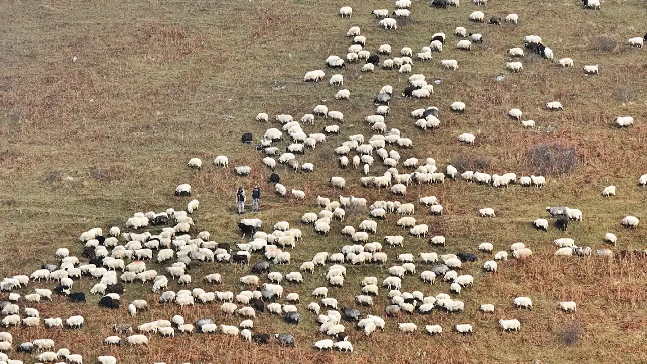 Trabzon Saveriksa Yaylası’nda sonbahar mesaisi: Besiciler bulutların üzerinde