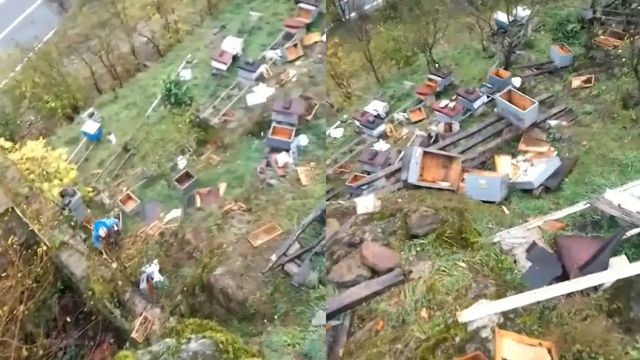 Trabzon Araklı'da en büyük ayı saldırısı: 50'den fazla kovan telef oldu