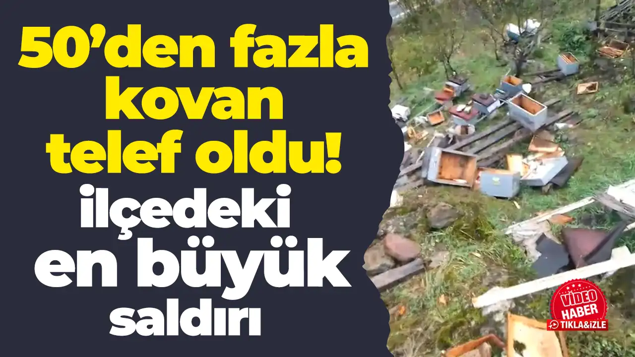 Trabzon Araklı'da en büyük ayı saldırısı: 50'den fazla kovan telef oldu