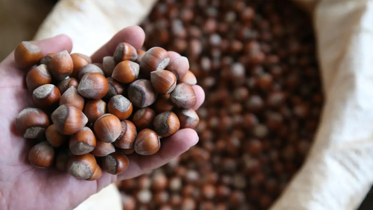 Trabzon’da fındık fiyatları (15 Kasım 2025) itibarıyla düştü: Üretici beklemede