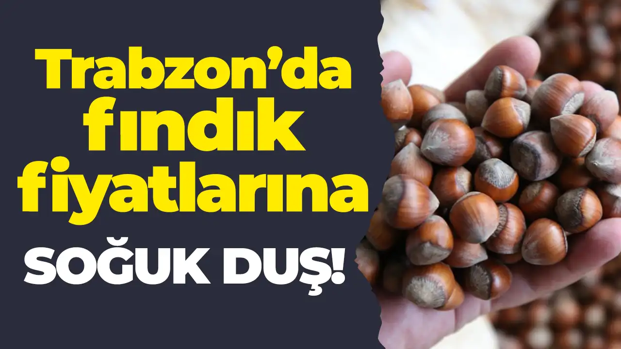 Trabzon’da fındık fiyatları (15 Kasım 2025) itibarıyla düştü: Üretici beklemede