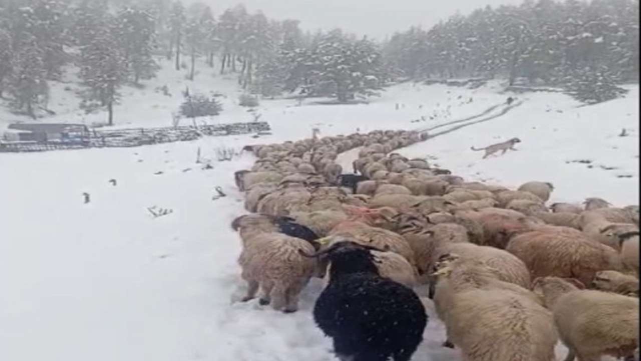 Yüksek kesimlerde yağan kar çobanları 450 hayvanla yolda bıraktı