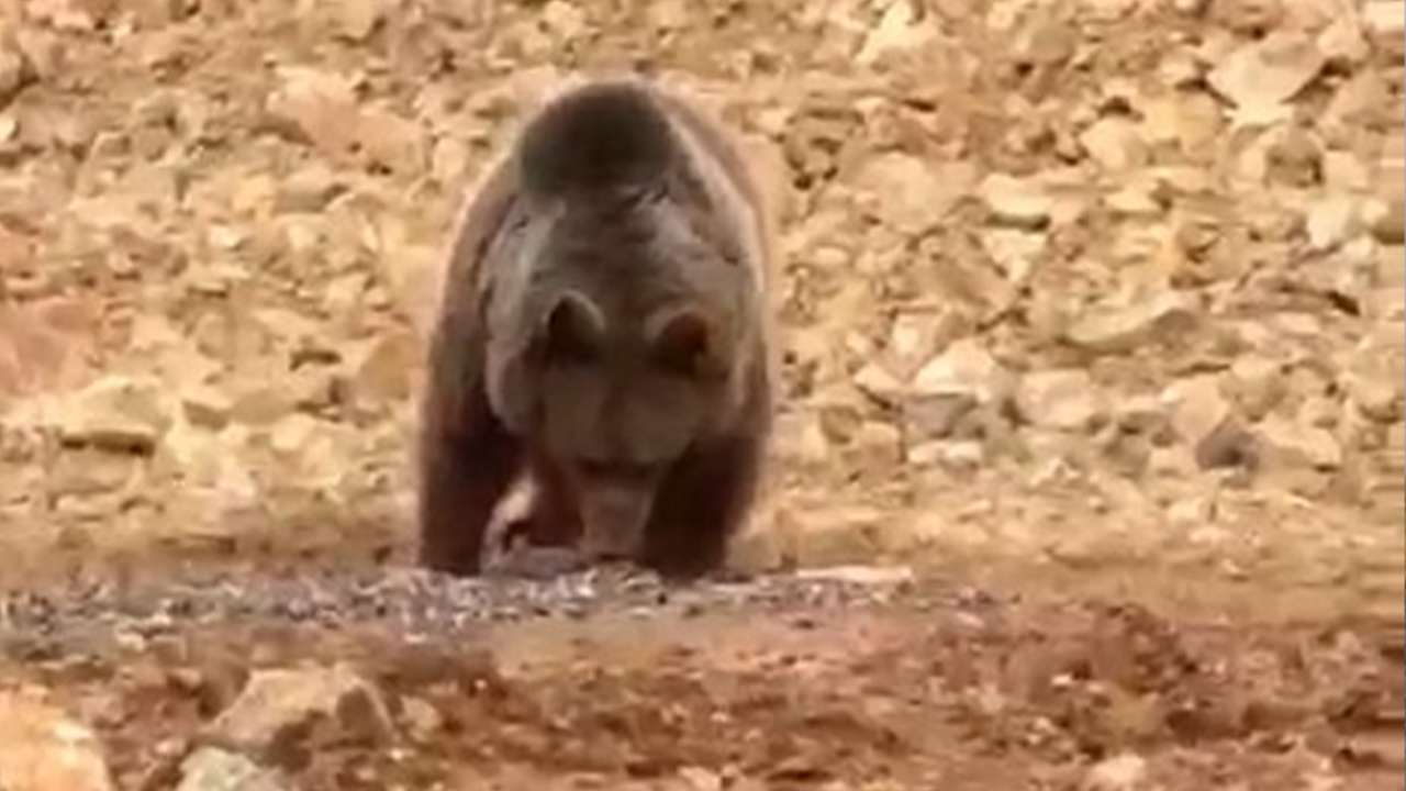 Gümüşhane’de aç ayıya hamsili sürpriz