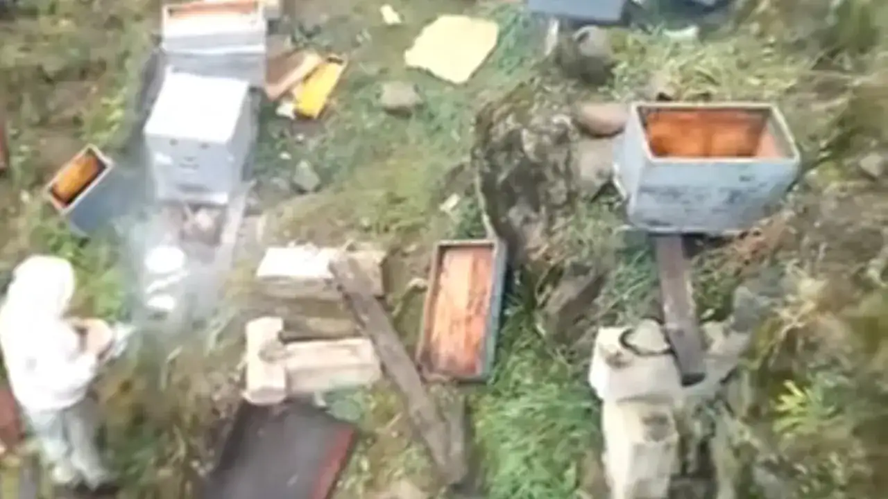 Trabzon’da ayı dehşeti sürüyor: Kovanlar telef oldu