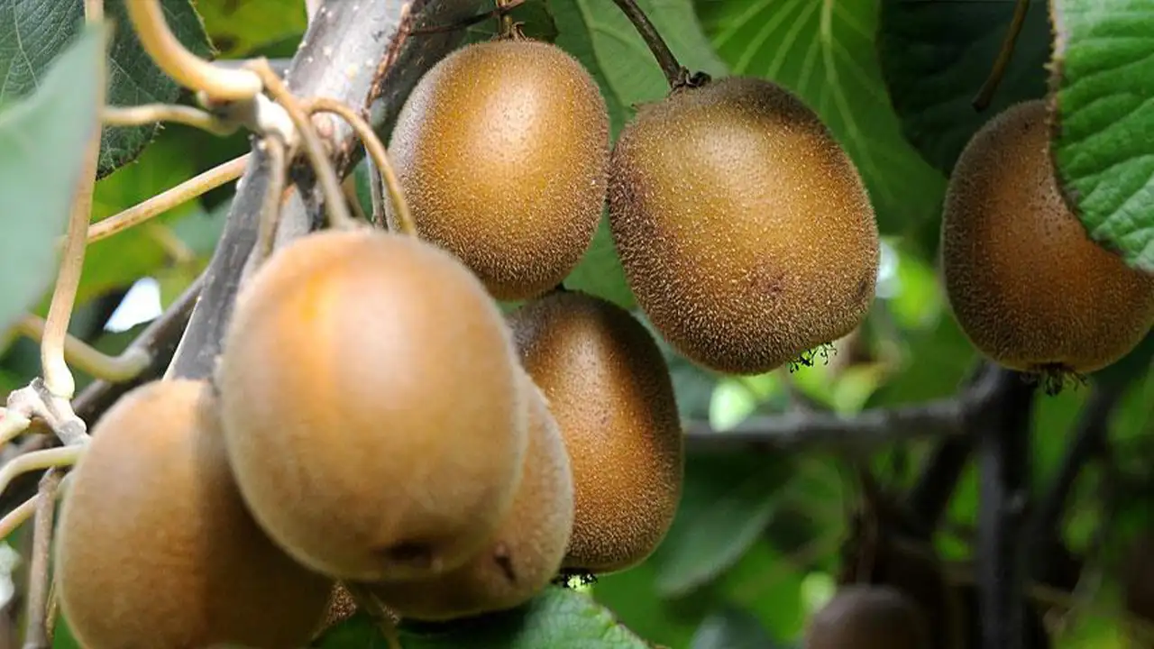 Trabzon’da fındığı bırakıp kivi üretimine geçtiler: Hangisi daha çok kazandırıyor?