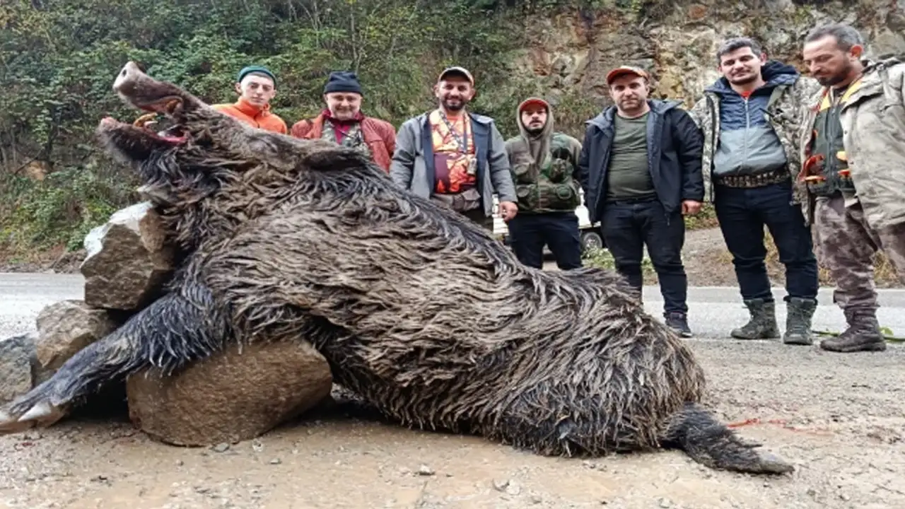 Trabzon'da 300 kiloluk dev domuz etkisiz hale getirildi