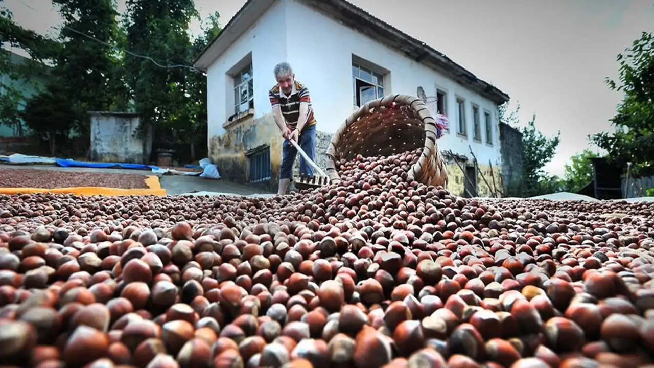 Karadeniz'de fındık alarmı: Rekolte düşüşü piyasayı sarstı