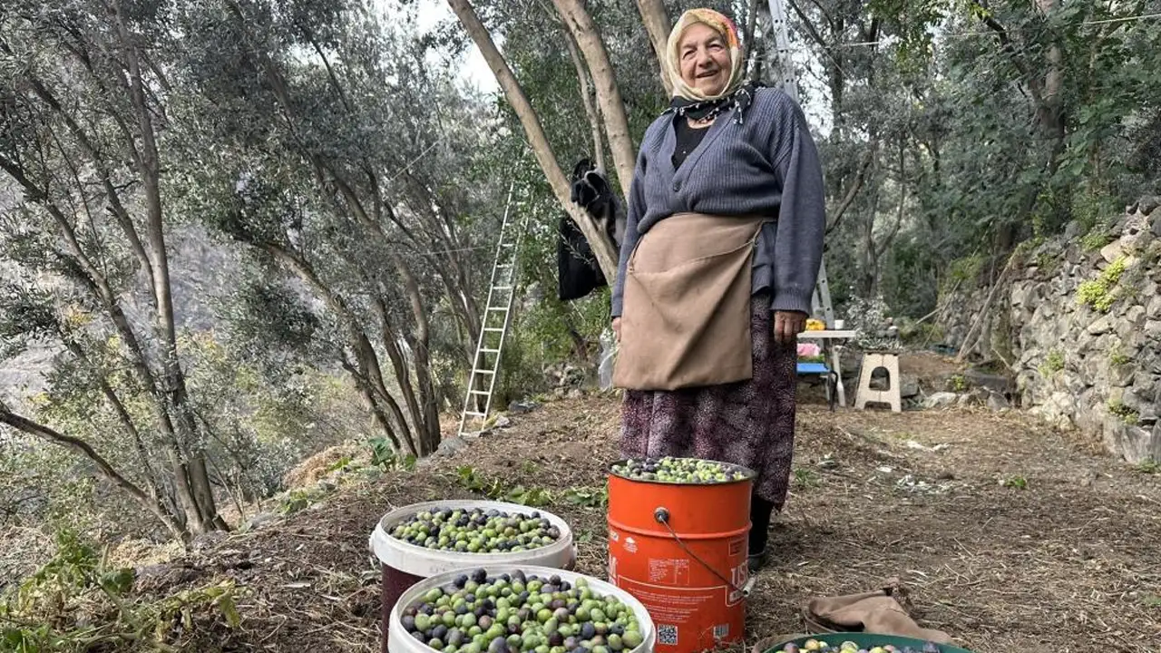 Artvin'in ünlü Butko Zeytini coğrafi işaret için tescil sürecinde
