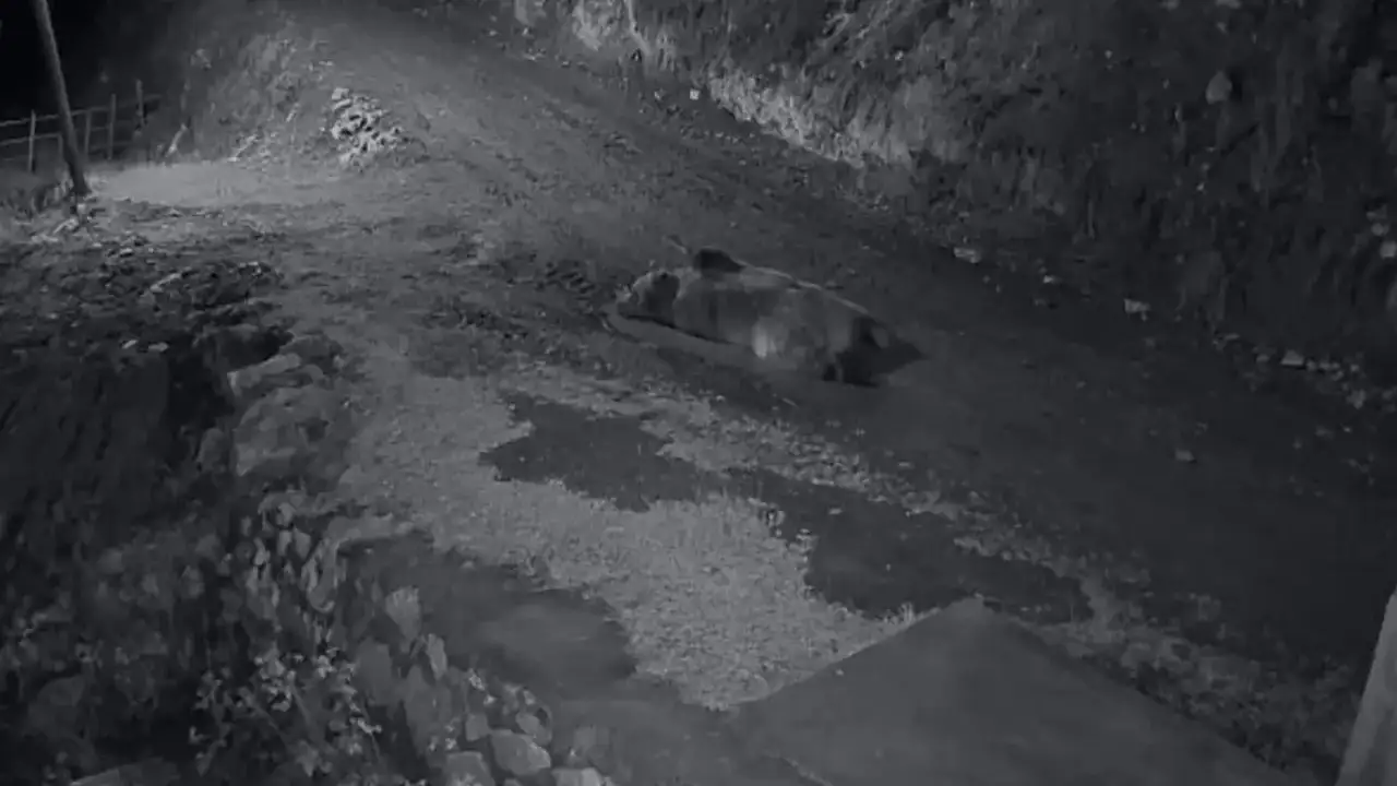 Trabzon'da ayı paniği: Evin önünde yatan ayıyı kamyonetle kovaladı