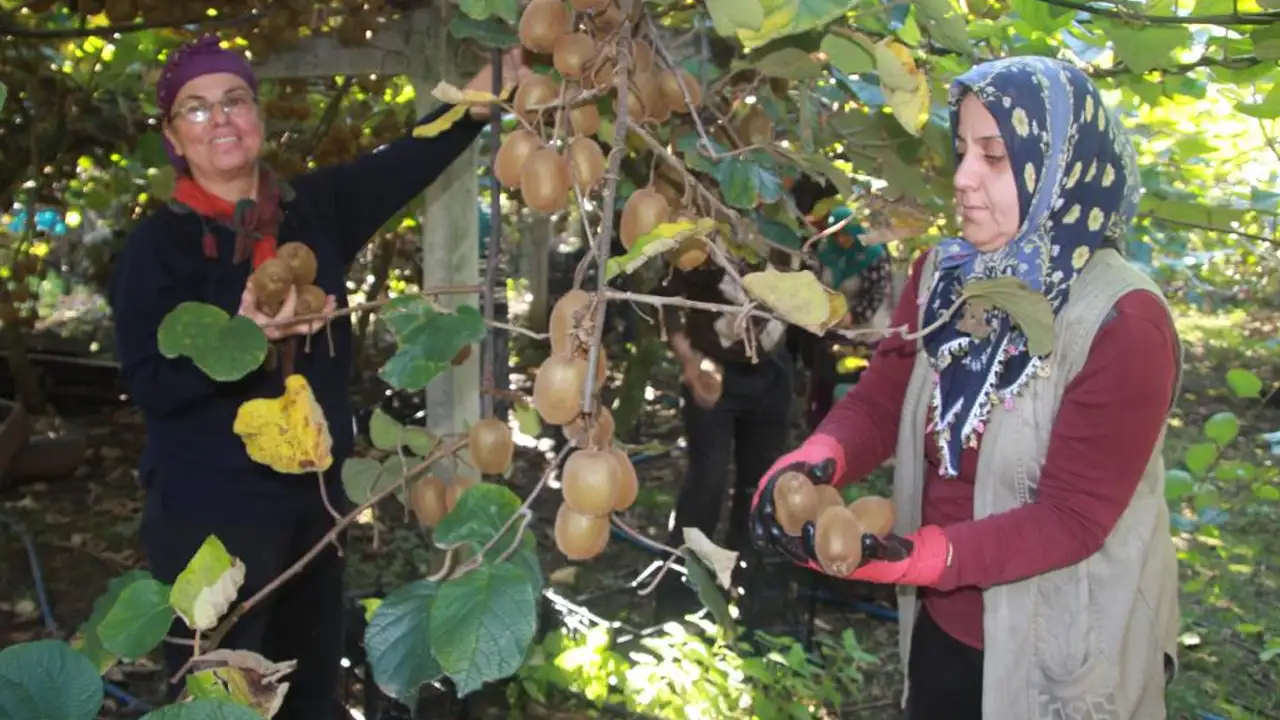 Ordu’da kivide bereket: 6 bin 200 ton rekolte, 500 milyon TL katkı