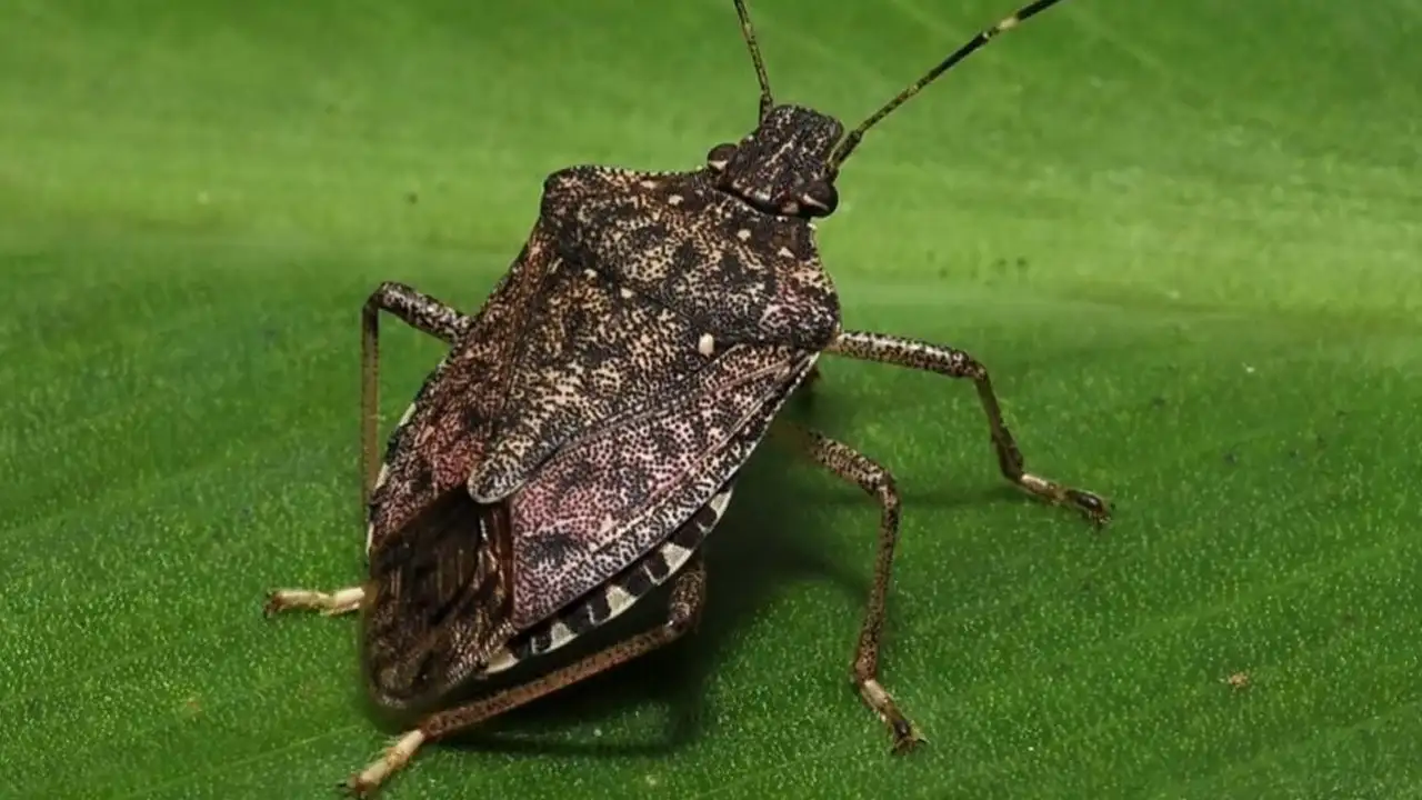 Trabzon'da kahverengi kokarca için yeni çözüm: Zehirli mantar