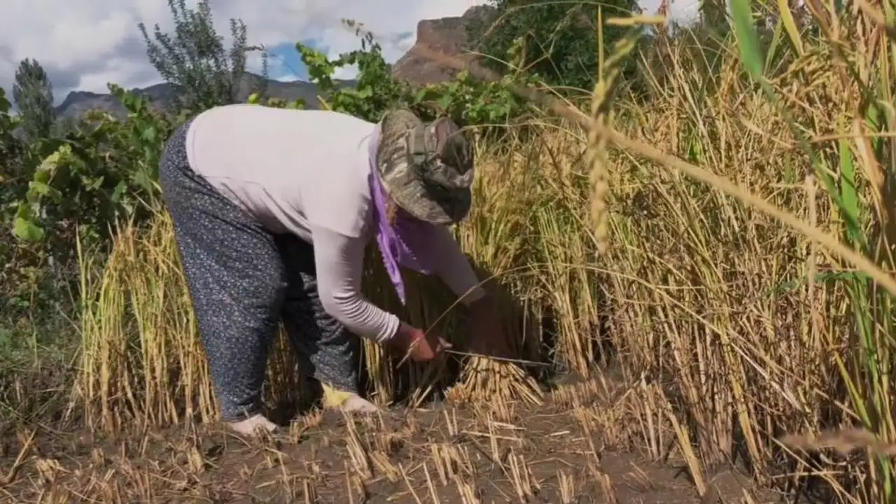 Artvin'de dağlık arazide pirinç hasadı sürüyor