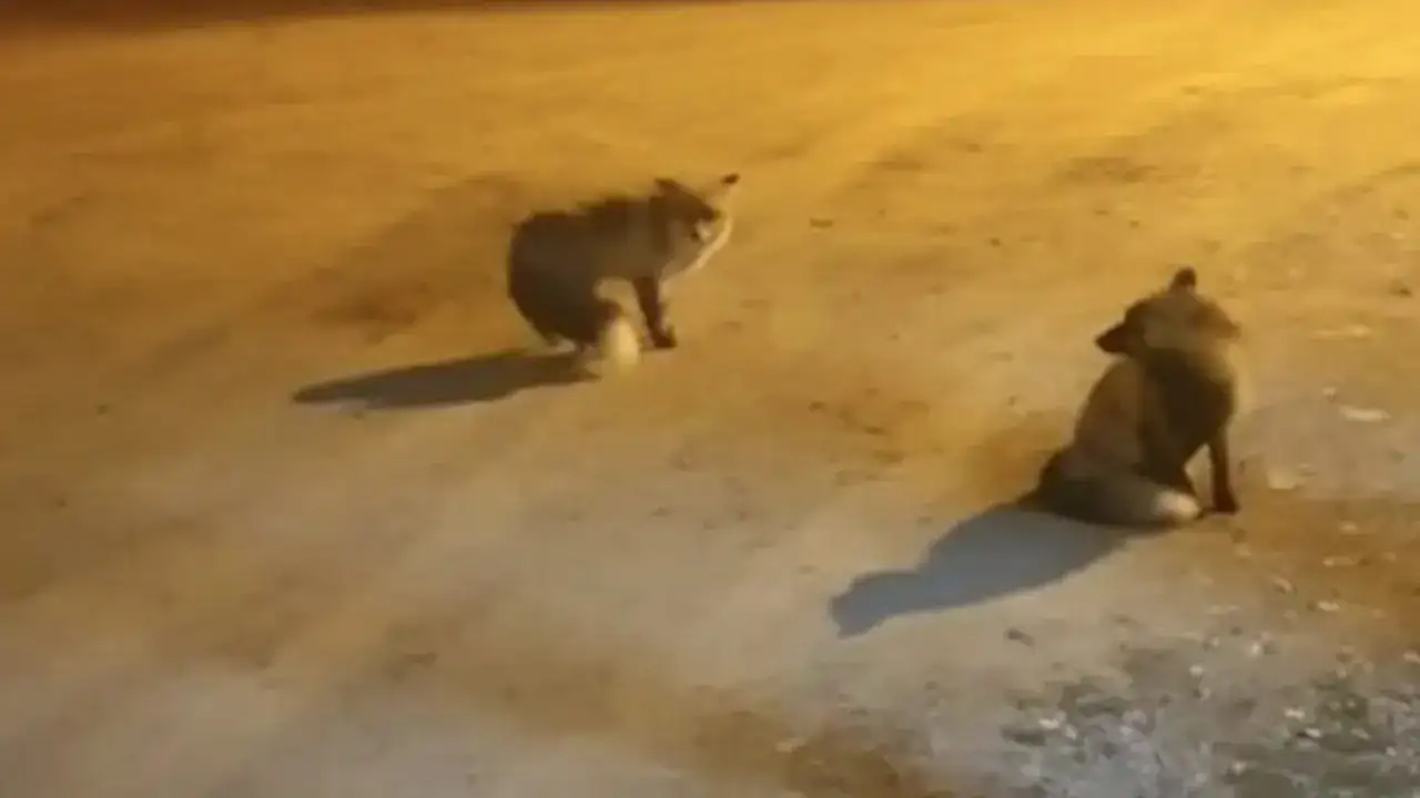 Trabzon’da ilginç olay: 5 tilkisiyle yaylada yaşıyor