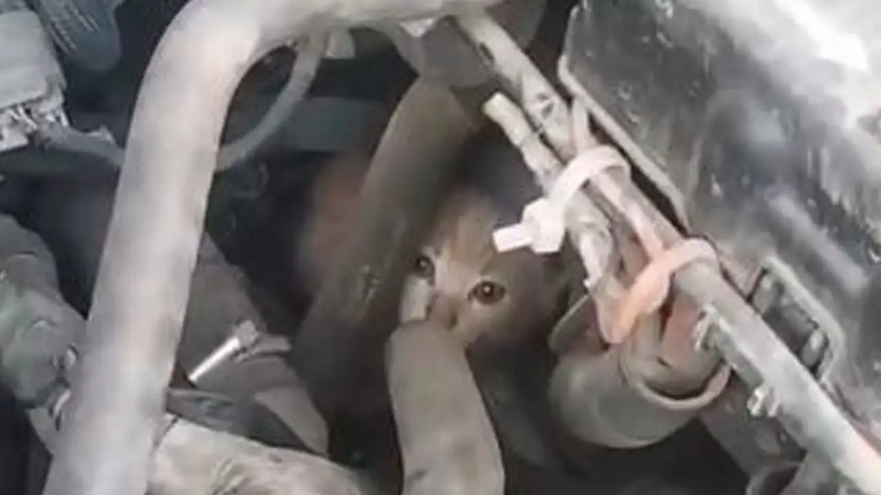 Artvin’de yavru kediler araç motorunda 14 Km yolculuk yaptı