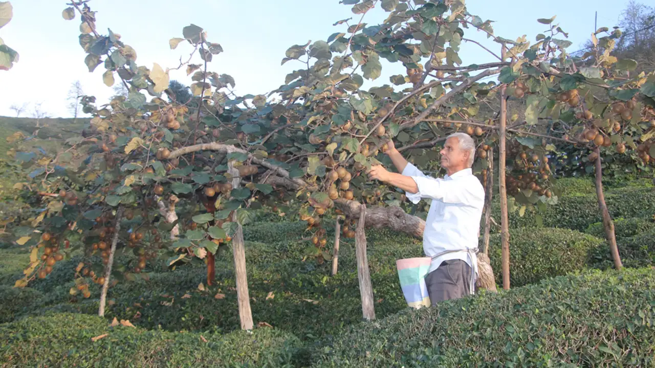 Giresun Güce’de kivi hasadı başladı: Üreticilere bereketli kazanç dileği