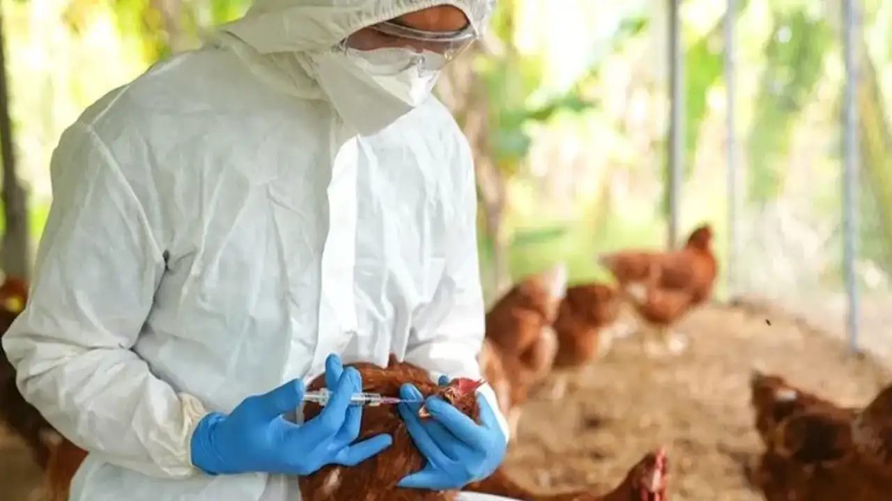 H5N5 bilinmeyen yüzünü gösterdi: İlk insan ölümü teyit edildi