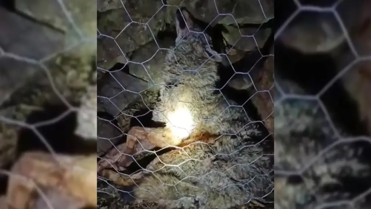 Trabzon'da gece yarısı korku dolu anlar: Çoban köpekleri kurdu boğarak sürüyü kurtardı