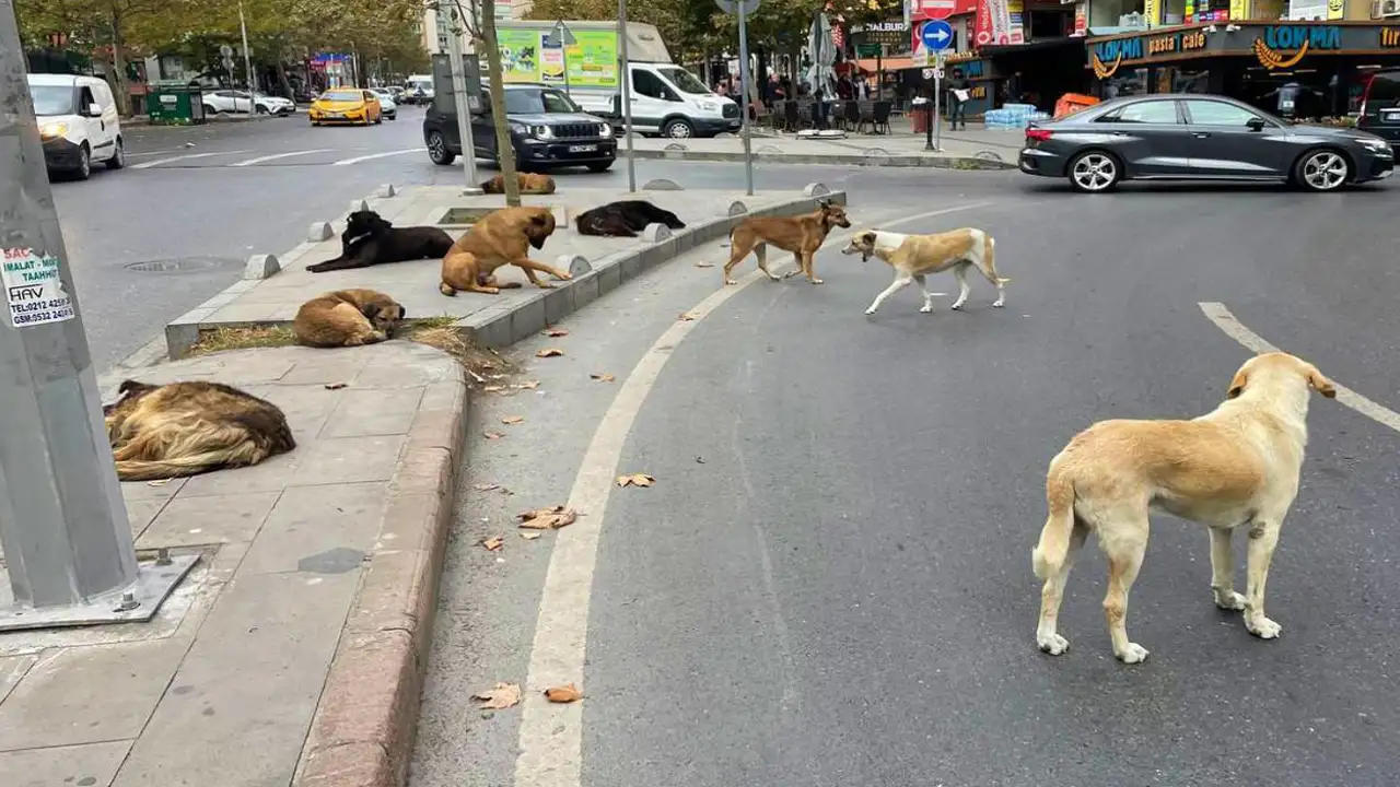 İstanbul Valiliği duyurdu: Sokak köpeklerini beslemek yasaklandı