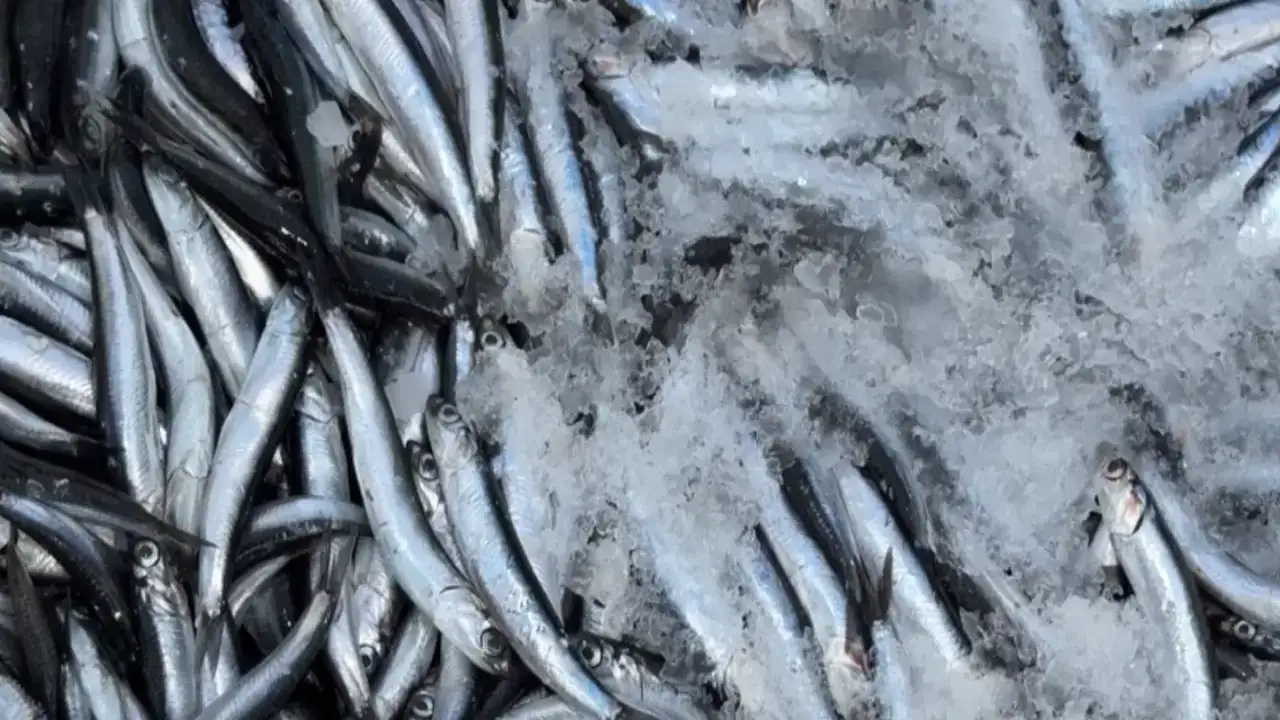 Karadeniz’de hamsi patlaması: 4 yılın rekoru kırıldı