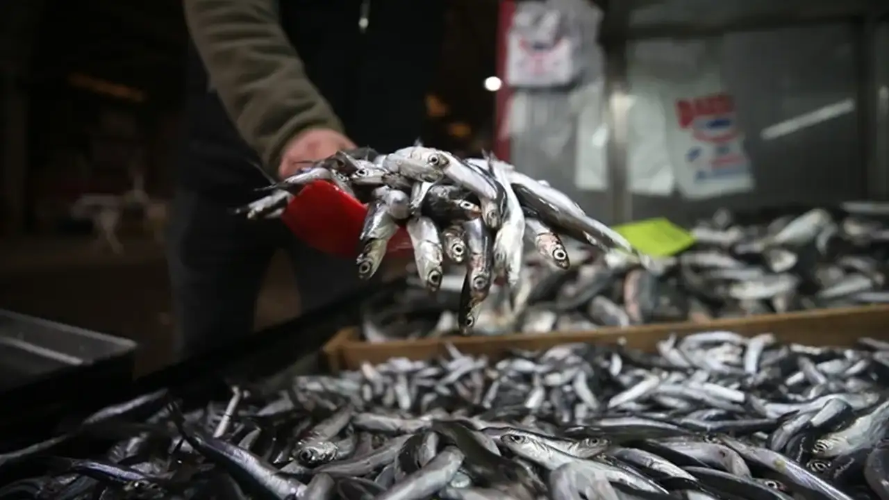 Hamsi ihracatında rekor: Gelir 12,9 milyon doları aştı