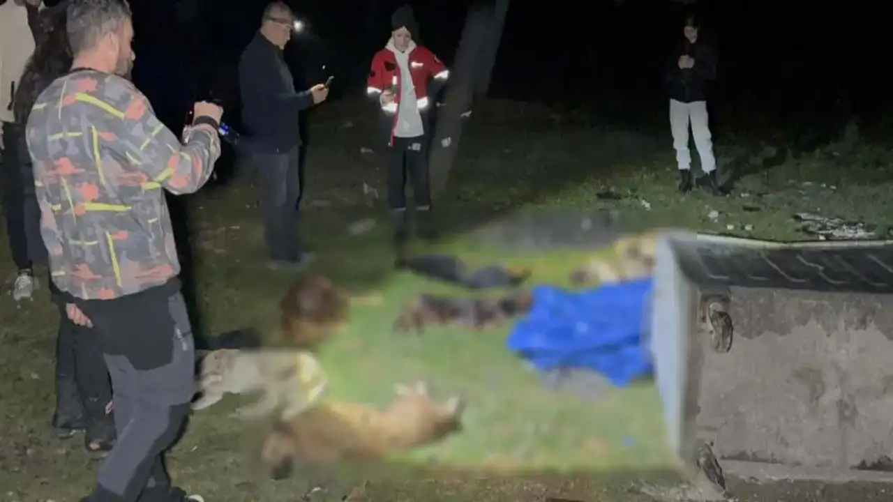 Korkunç manzara: 9 köpek çöp konteynırında ölü bulundu