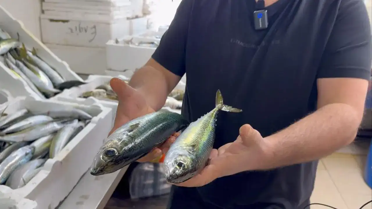 Karadeniz’de tezgahlar bereketlendi: Balık türleri çeşitlendi