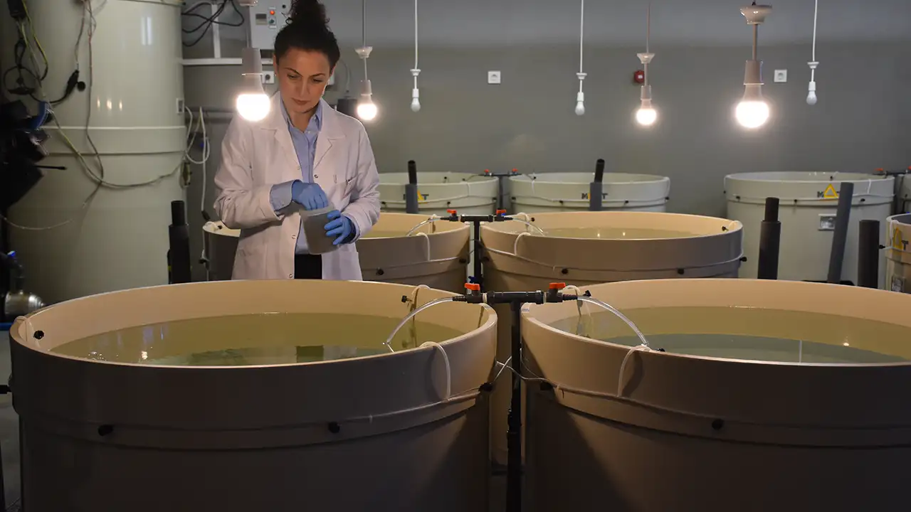 SUMAE’den 28 yıldır süren kalkan balığı çalışması: 120 bin yavru denize salındı