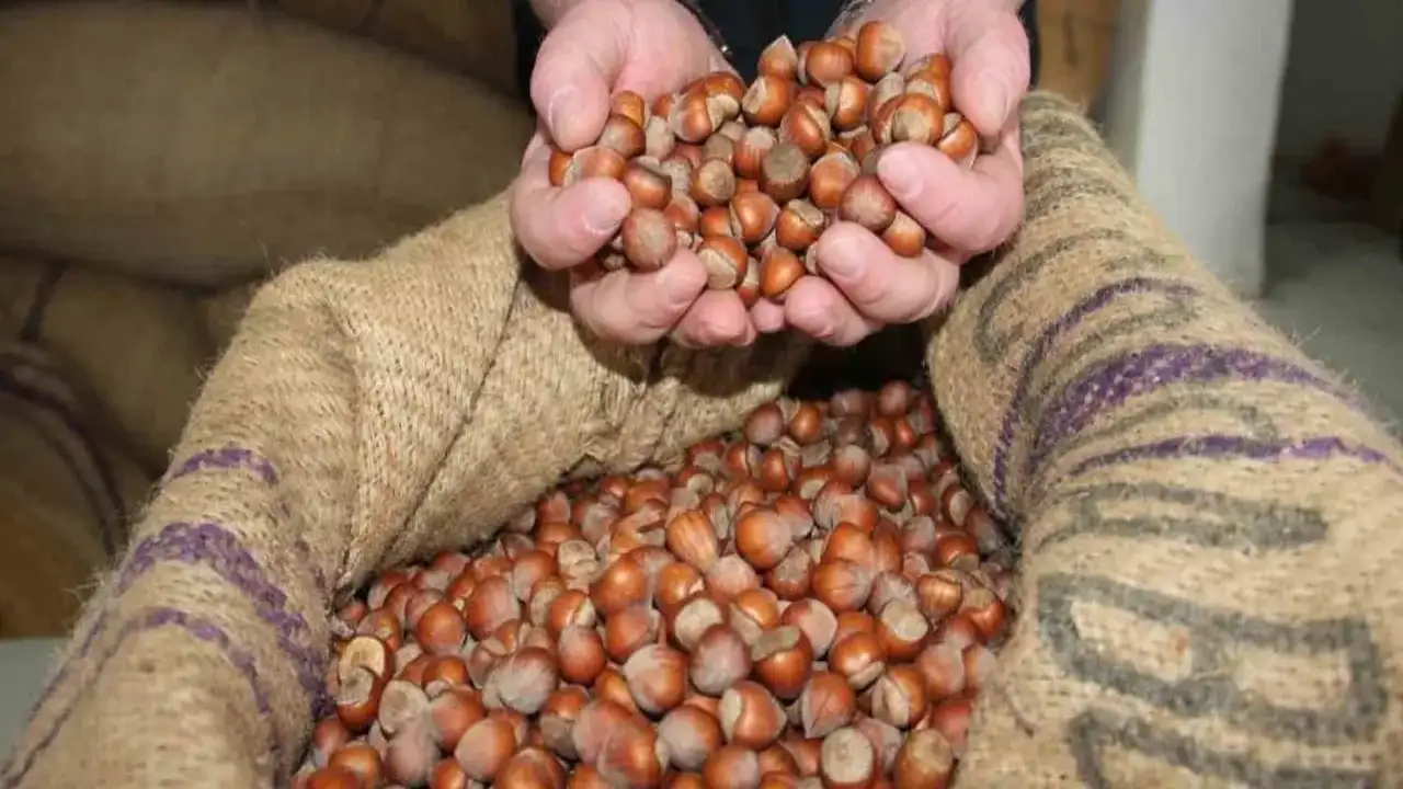 Giresun’da fındık fiyatları yeniden yükselişte