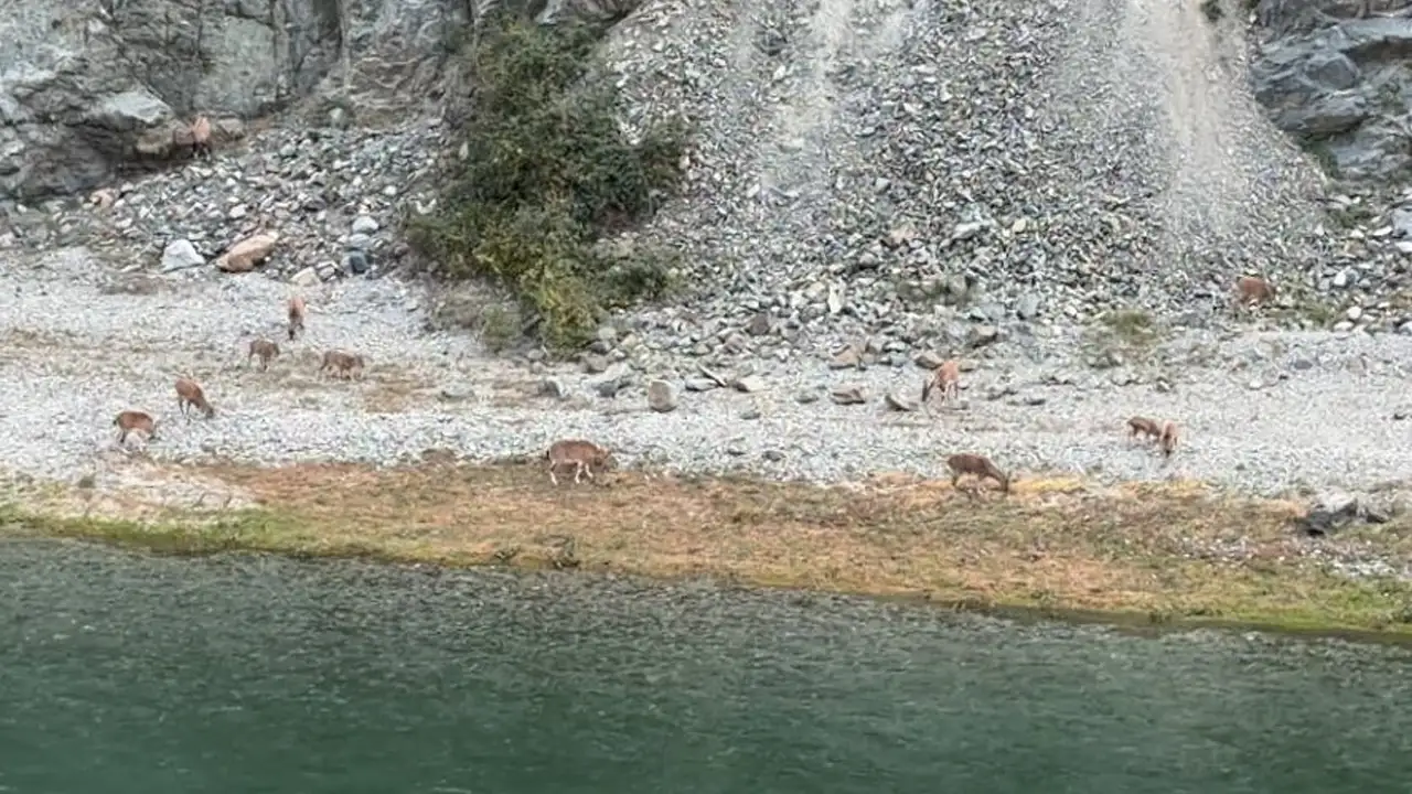 Çoruh Nehri kıyısında eşsiz an: 20’den fazla dağ keçisi görüntülendi