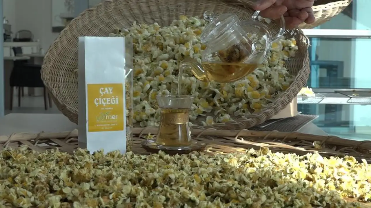 Doğu Karadeniz’de yeni gelir kapısı: Kilogramı 6 bin TL’lik “Çay çiçeği çayı”