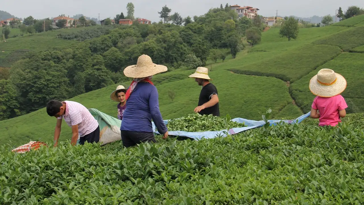 TTB Başkan Yardımcısı Çakıroğlu: “Boyalı çay tartışması gerçeği yansıtmıyor"