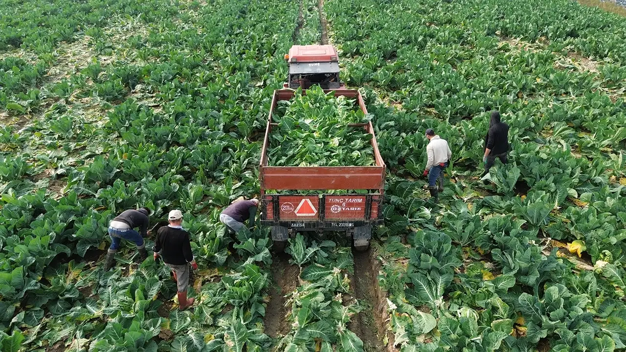 Samsun'da Bafra Ovası’nda karnabahar hasadı başladı: 75 bin ton rekolte bekleniyor