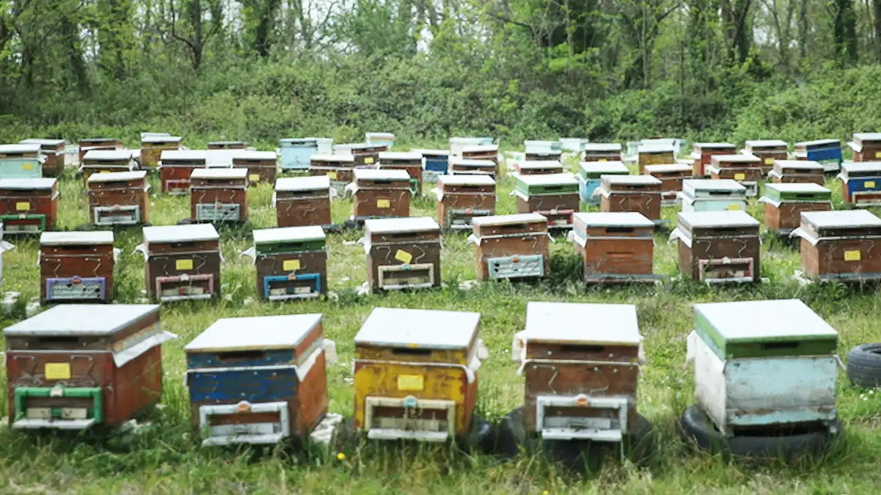 Ordu’da arıcılara bilimsel eğitim: 645 bin kovanda verim ve sağlık hedefi