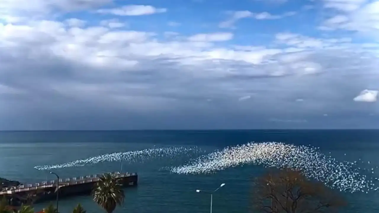 Artvin açıklarında görsel şölen: Yüzlerce martı hamsi sürüsünü takip etti