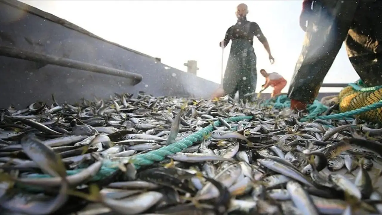 Trabzon 19 bin tonla bölgenin su ürünü ihracat şampiyonu oldu