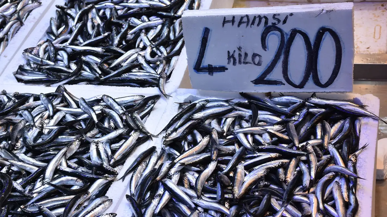 Trabzon’da hamsi bereketi: Kilosu 50 TL’ye düştü