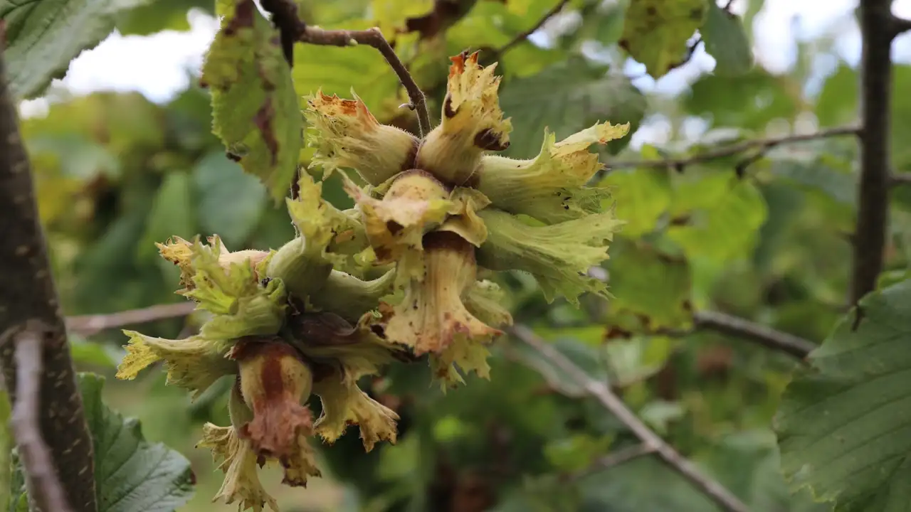 Fındık bahçesinde ölü bulundu