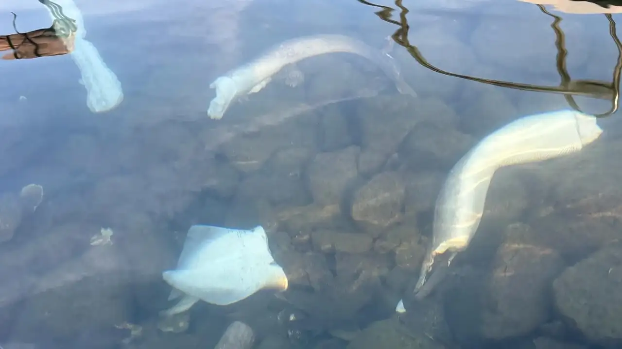 Trabzon kıyılarında köpek balığı alarmı: Sayıları son dönemde artıyor