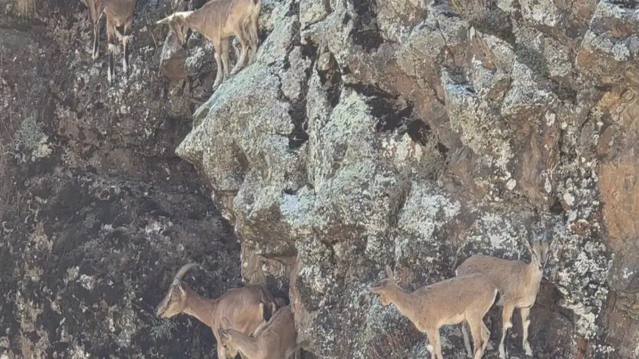 Vauk Dağı’nda sürü halinde görüntülendiler: Dağ keçileri Bayburt’ta ortaya çıktı