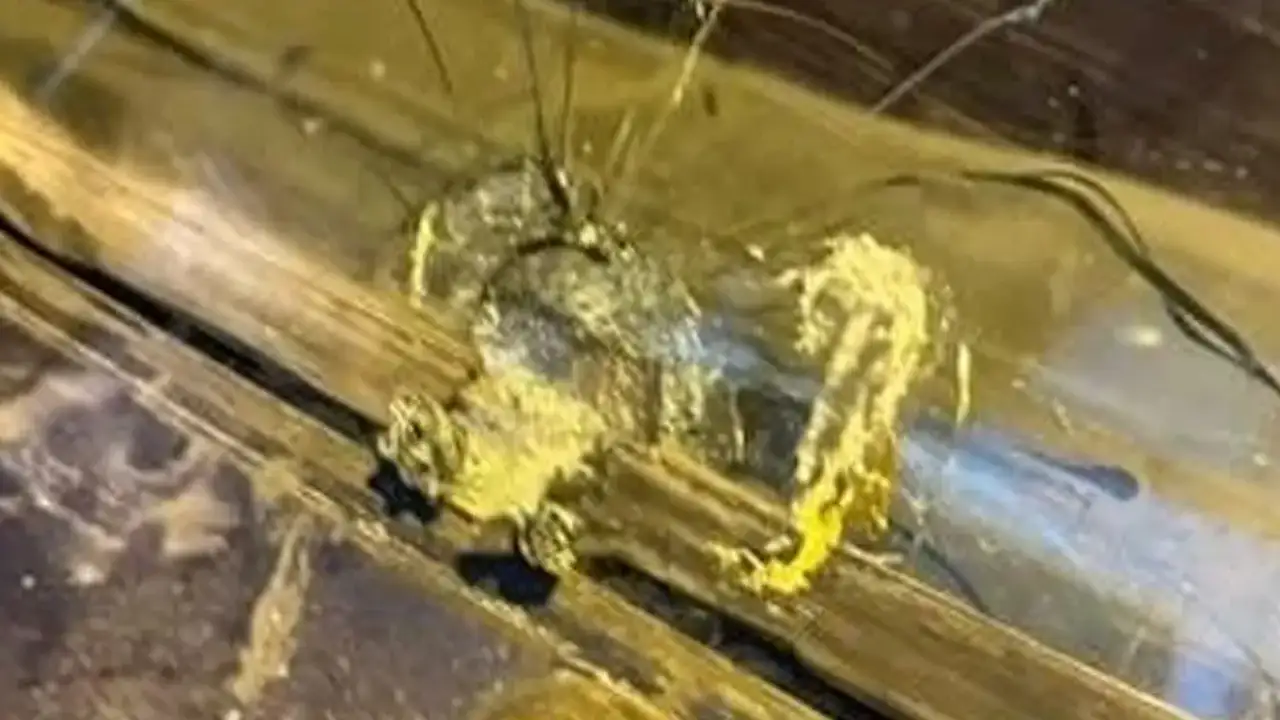 Artvin'de maganda kurşunu panik yarattı: Otomobile ve iş yerine isabet etti