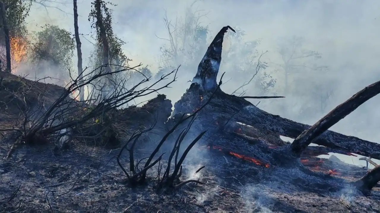 Artvin'de yangına müdahale sürüyor: 5 hektarlık alan zarar gördü