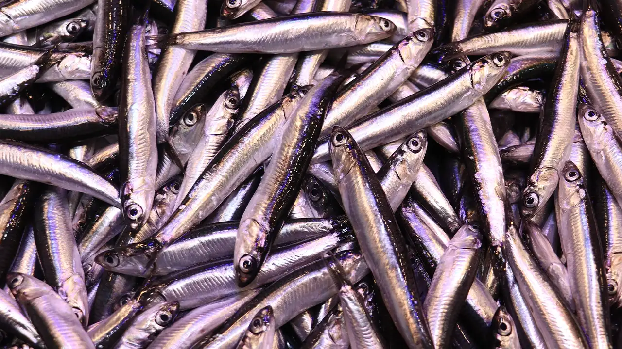 Trabzon’da hamsiye bir günde iki zam: Fiyatı 100 liraya çıktı