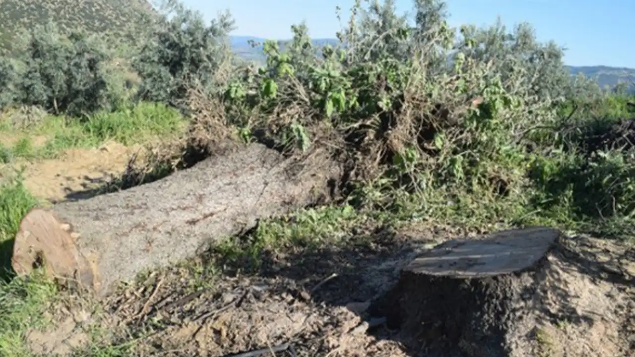 Trabzon'da acı haber: Kestiği ağaç sonu oldu