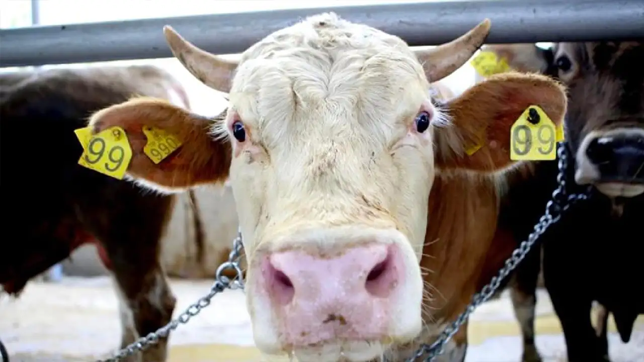 Giresun’da 118 bin büyükbaş hayvana şap aşısı yapıldı