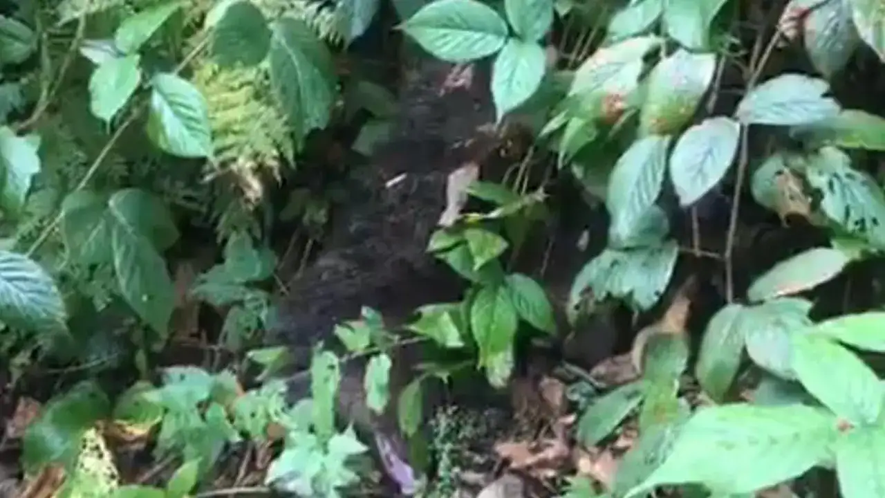 Rize’de ağaçta mahsur kalan ayının imdadına koşuldu